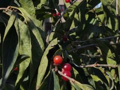 -北京大学-燕南食堂