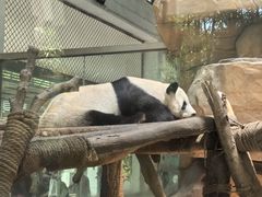 -成都动物园