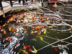 -南宫五洲植物乐园