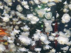 -太平洋海底世界