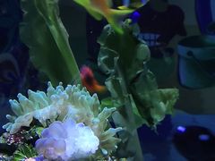 -太平洋海底世界