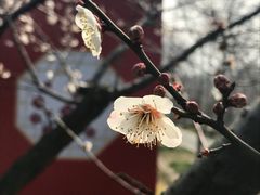-香雪海
