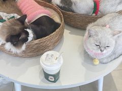 -怪兽屋·羊驼·猫咖·狗咖(俊华广场店)