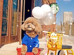-超宠爱宠物摄影-Super pet