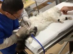 -灵美宠物诊所