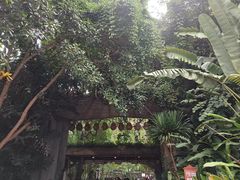 -西双版纳原始森林公园
