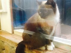 -猫咪博物馆(顶澳仔猫街店)