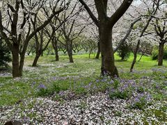 -苏州上方山国家森林公园