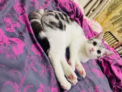 -灵美宠物诊所