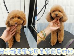 -宠小格时尚宠物生活馆(唐镇店)