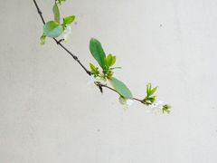 -颐和路民国时期公馆风貌区