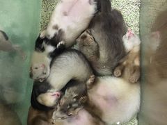-藦茜花园宠物主题亲子互动体验馆(国顺东路店)