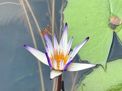 -西湖国宾馆·紫薇厅