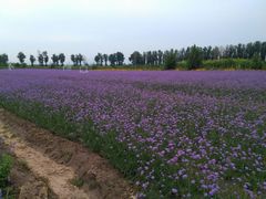 -北京东方普罗旺斯薰衣草庄园