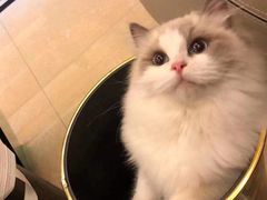 -欣宠猫屋·矮脚拿破仑·蓝金金渐层