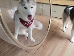 -Husky Go! 哈士奇体验馆·宠物咖啡厅狗咖