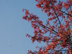 -莲花山公园