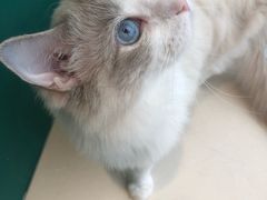 -飞行喵MR PILOT|猫舍·猫咖(静安大融城店)