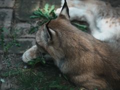 -青藏高原野生动物园