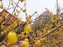 -开福禅寺