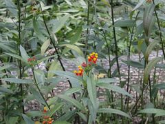 -广西壮族自治区药用植物园