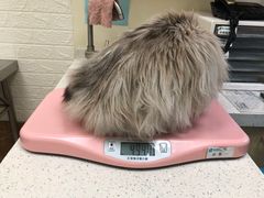 -美联众合动物医院·24h京西诊疗中心