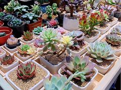 -双季花艺园艺市场(浦东店)