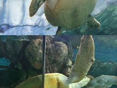 -上海海洋水族馆