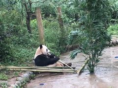 -中国大熊猫保护研究中心雅安碧峰峡基地