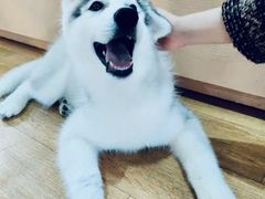 -Husky Go! 哈士奇体验馆·宠物咖啡厅狗咖