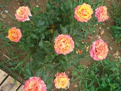 -羊亭河湿地公园