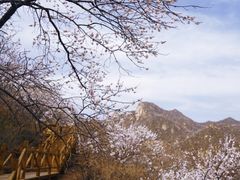 -大岭沟猕猴桃谷风景区