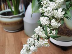 -双季花艺园艺市场(浦东店)