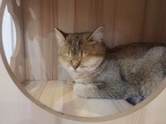 -共舞时光猫咖·狗咖(新街口店)