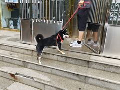 -A猫a狗全科·犬猫异宠·芥西宠物医院(南开总院)