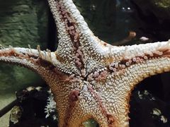 -西海国立公园九十九岛水族馆