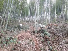 -南京市无想山景区