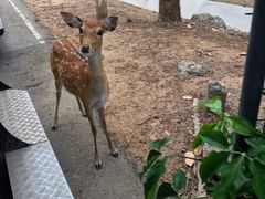 -清迈夜间动物园