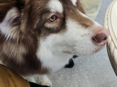 -Let's go狗咖·猫咖·奶狗·桌游(春熙路IFS店)