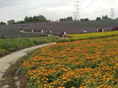 -紫颐香薰山谷景区