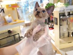 -momokira米努特·德文卷毛猫·棉花面纱犬