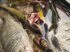 -庆岭迎宾园正宗活鱼馆