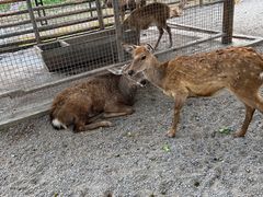 -苏州太湖西山岛开心农场