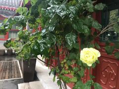 -北京古城老院厉晓麟精致菜