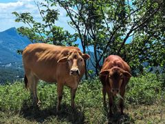 -武陵山森林公园