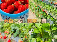 -大自然农场蔬菜草莓采摘园