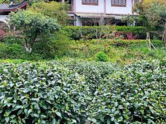 -十八棵（老龙井）御茶园(老龙井店)