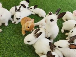 -萌宠亲子动物乐园(槐房万达店)