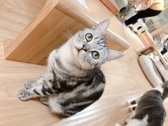 -猫和宫(六道口店)