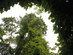 -广西壮族自治区药用植物园